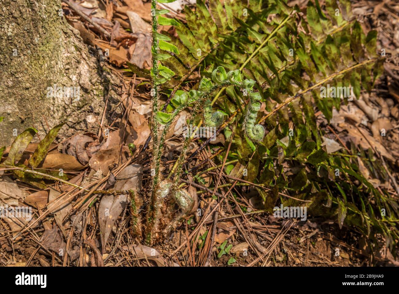 Una felce selvaggia che emerge attraverso i detriti della foresta da terra accanto ad un albero in una giornata di sole in primavera Foto Stock