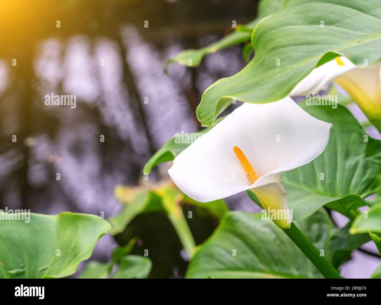 Calla fiore primo piano su uno sfondo di acqua limpida e giallo sole Foto Stock
