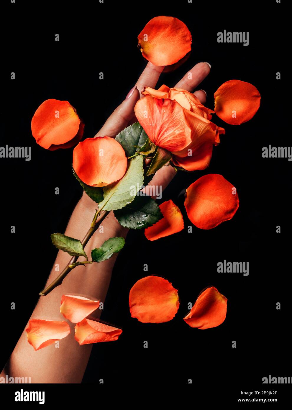Rosa arancione e petali e mano di donna sotto su sfondo nero. Concetto di cura e tenerezza per la natura Foto Stock