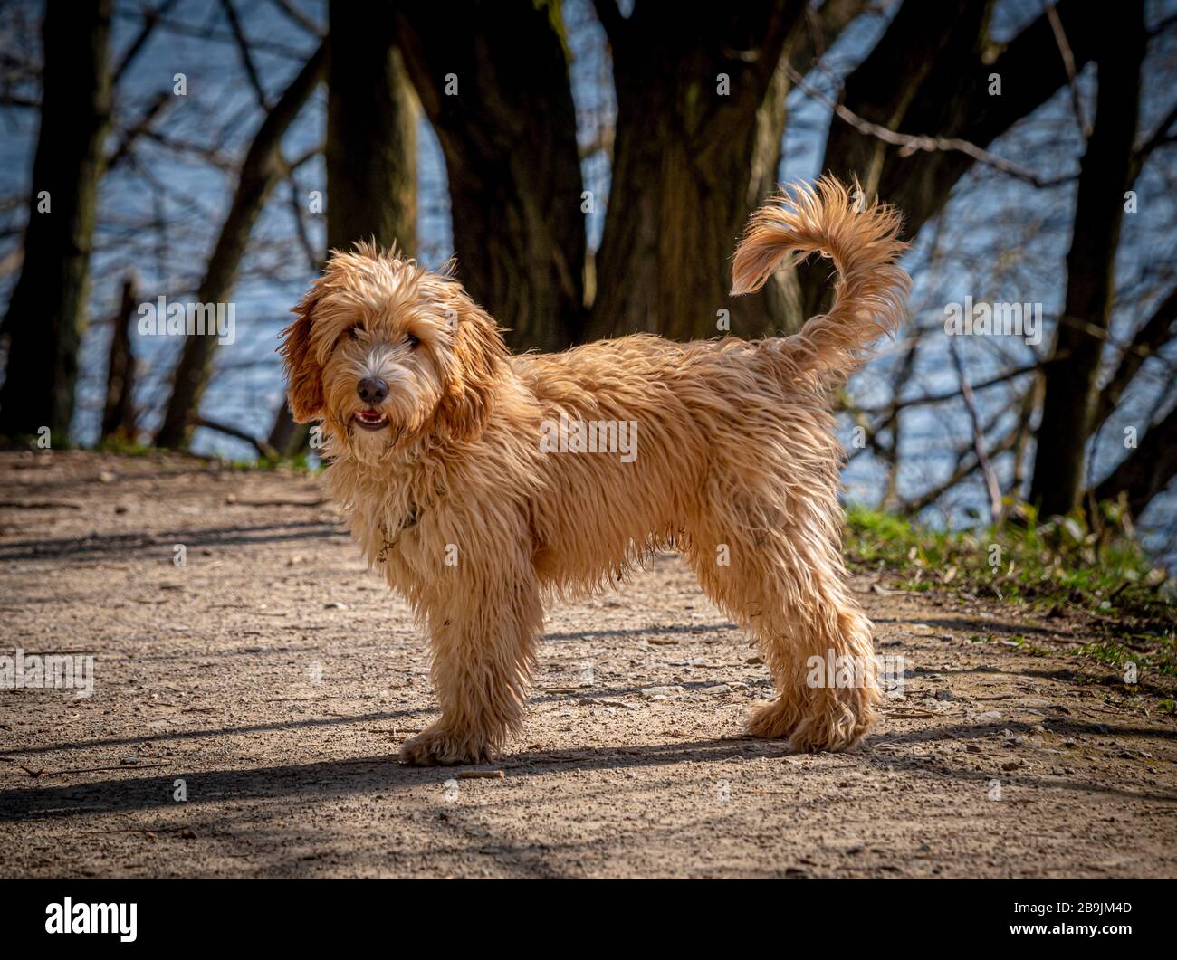 Cockapoo cane sul percorso all'aperto Foto Stock