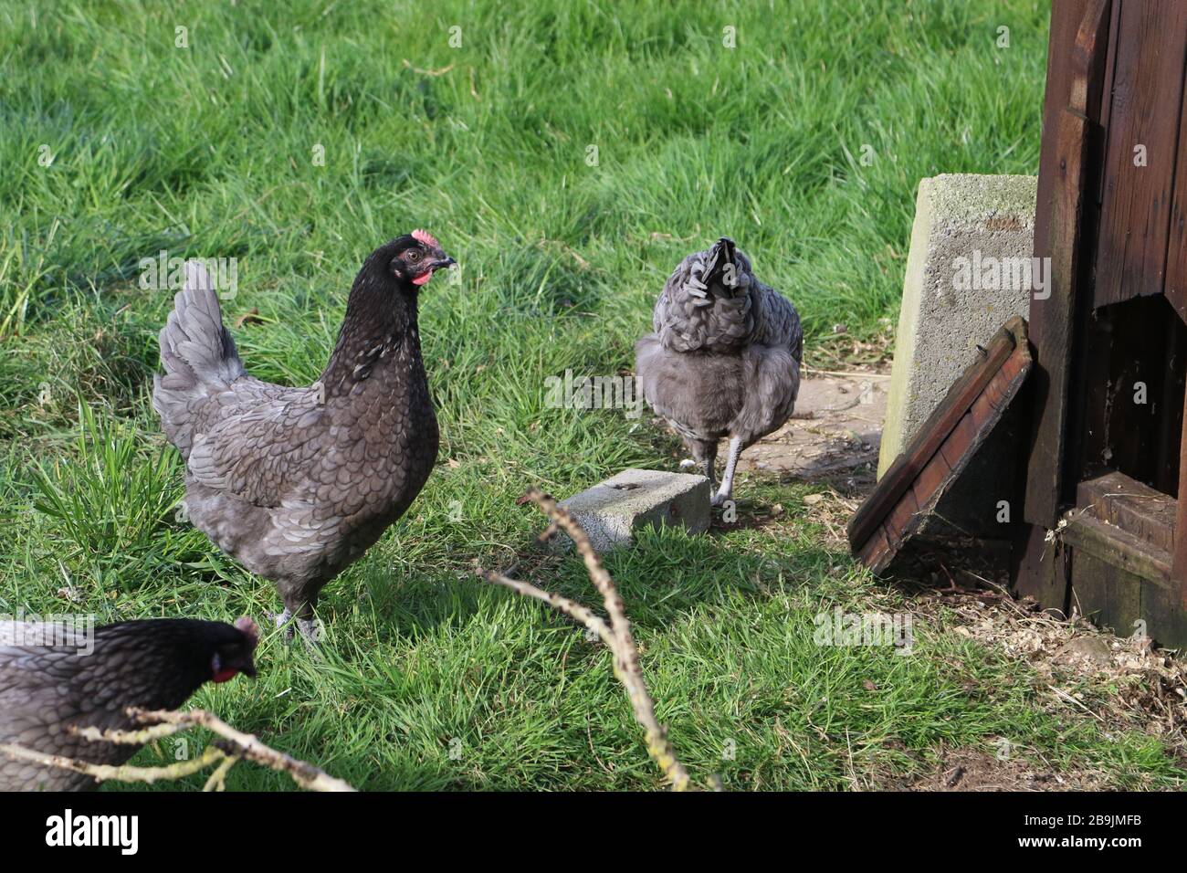 North Yorkshire, Regno Unito. 24th Mar 2020. Coronavirus: Aumento del numero di galline acquistate per la deposizione di uova in casa, North Yorkshire, Inghilterra, 24 marzo 2020 credito: Matt Pennington / Alamy Live News Foto Stock