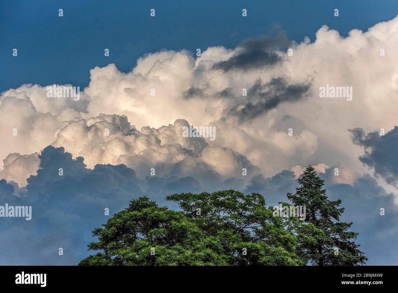 Spettacolare paesaggio naturale di magnifiche cime di alberi contro le soffici nuvole nei toni del bianco e del blu Foto Stock