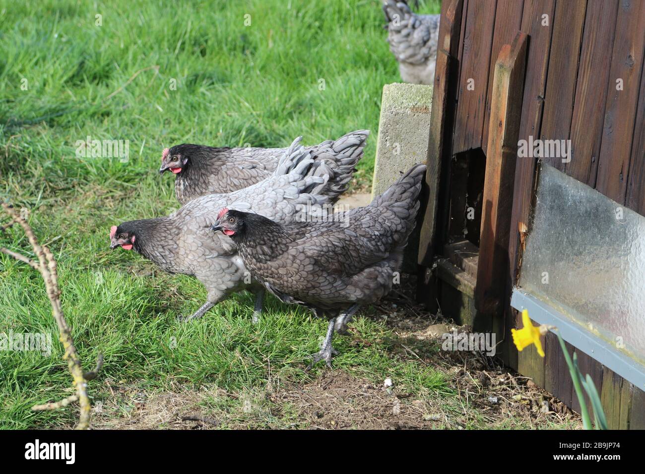 North Yorkshire, Regno Unito. 24th Mar 2020. Coronavirus: Aumento del numero di galline acquistate per la deposizione di uova in casa, North Yorkshire, Inghilterra, 24 marzo 2020 credito: Matt Pennington / Alamy Live News Foto Stock