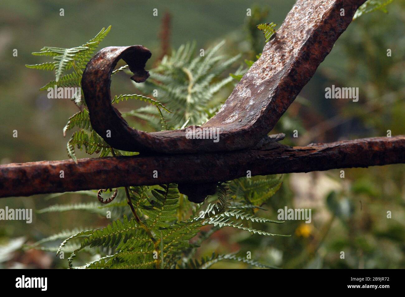 Dettaglio cancello arrugginito con foglia di felce. Foto Stock