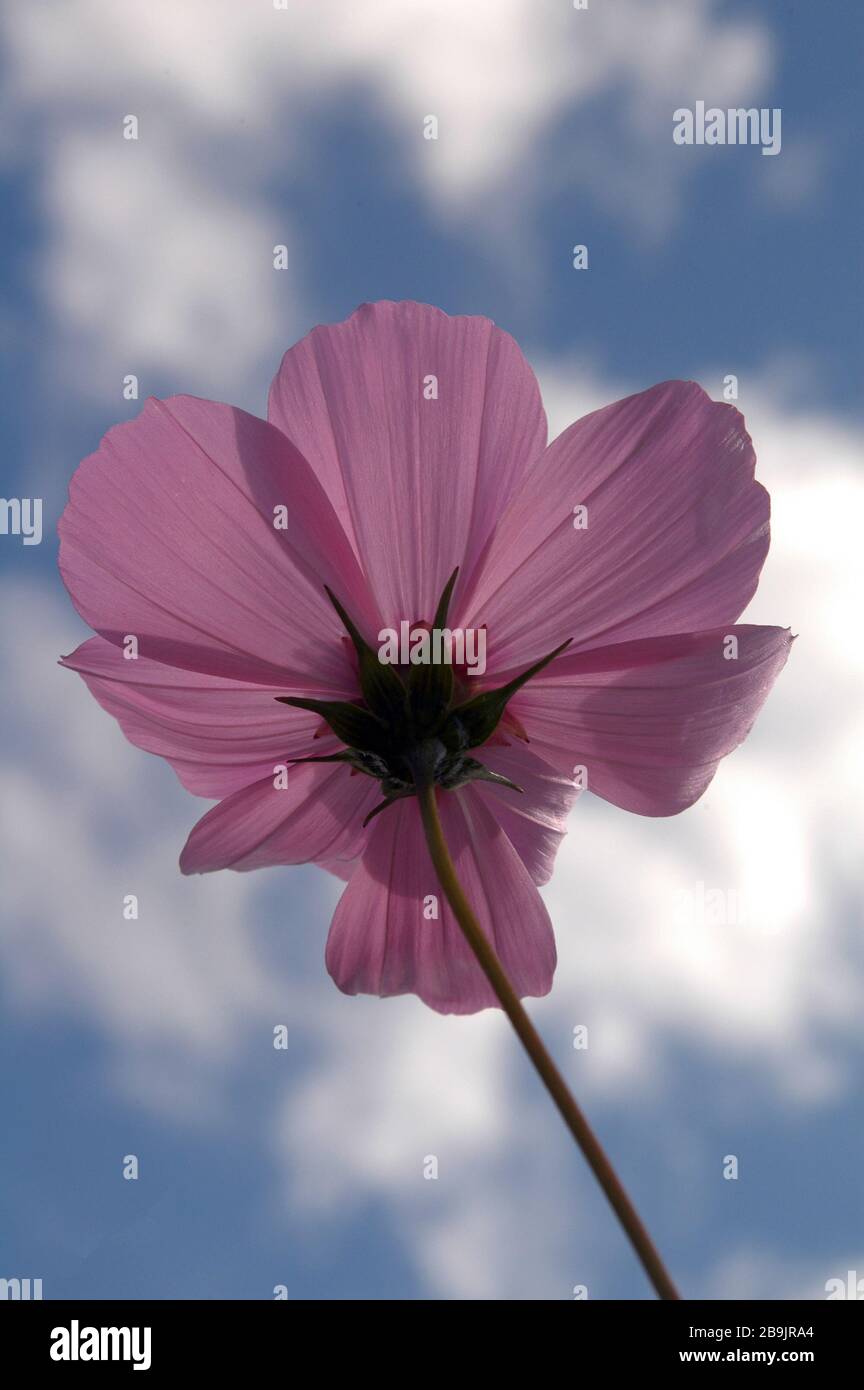 Fiore rosa di fronte al cielo blu. Foto Stock