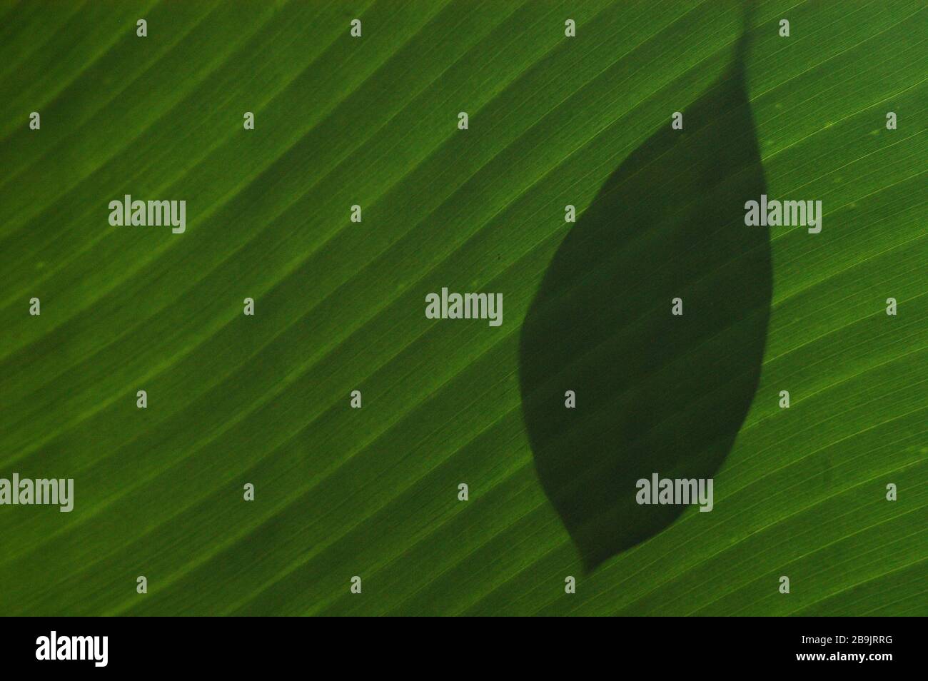 Primo piano della foglia di banana con l'ombra di una foglia. Foto Stock