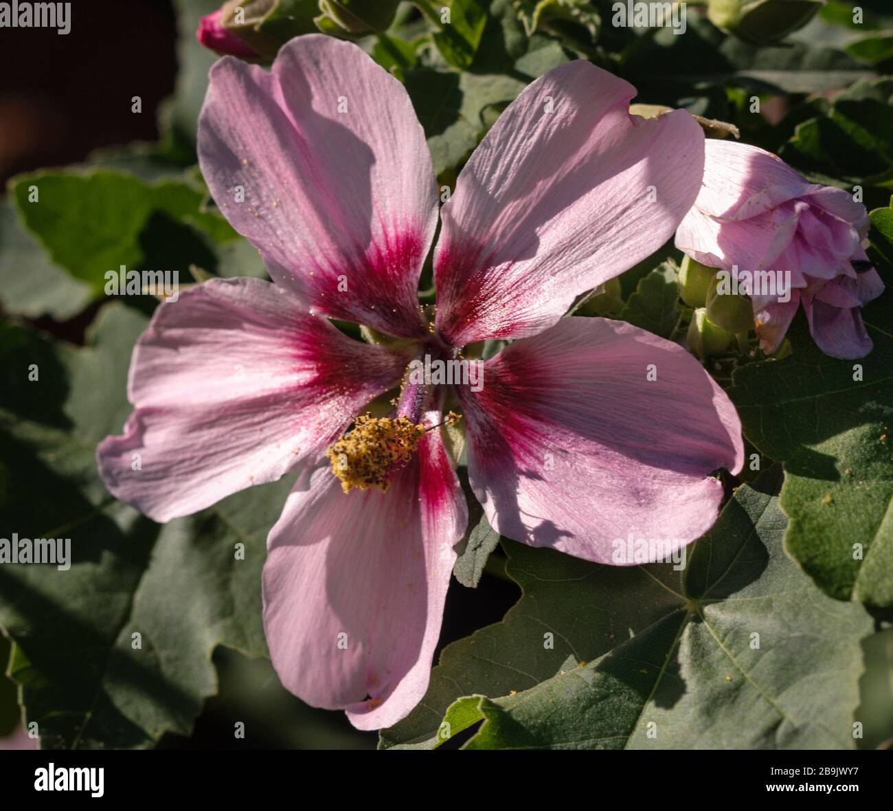 Malva acerifolia Foto Stock