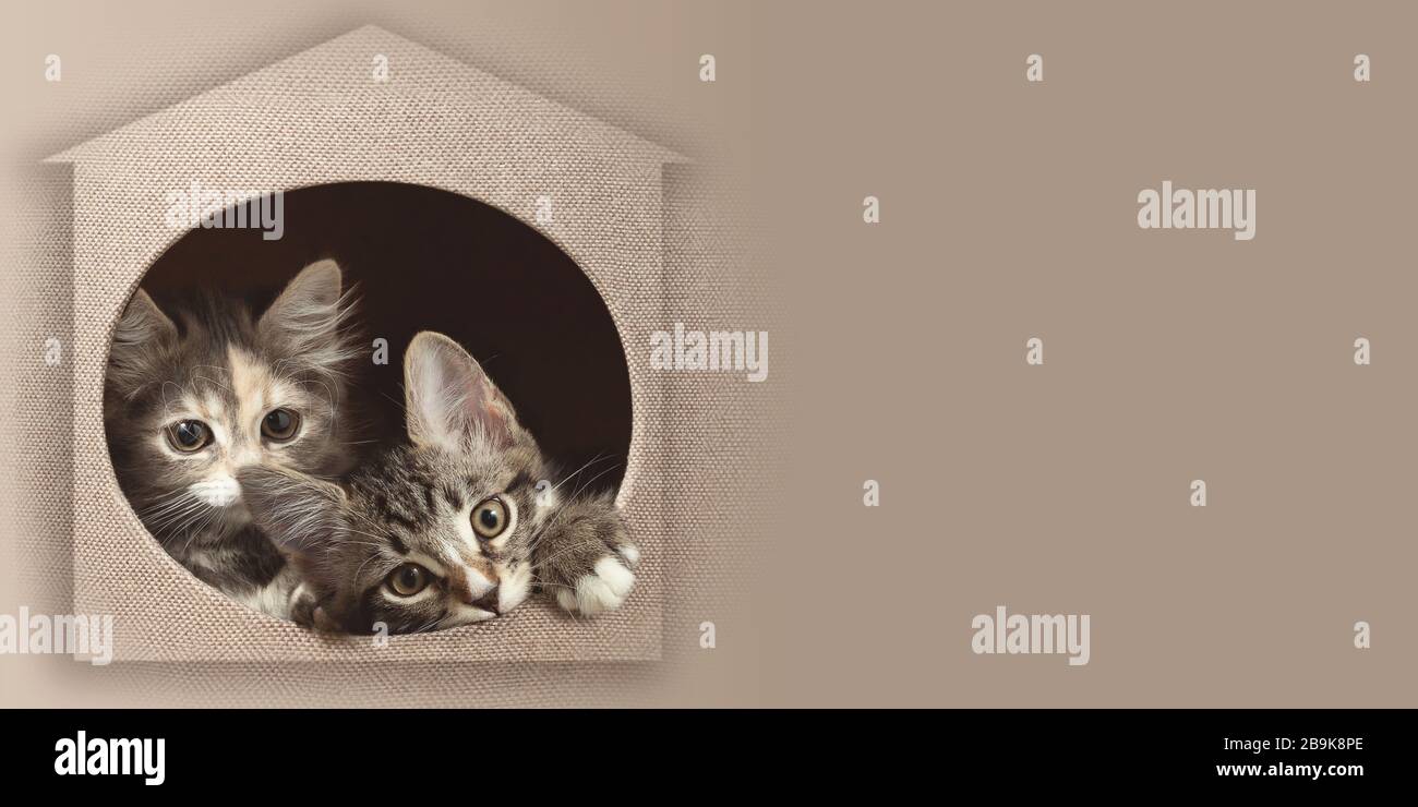 Due gattini che sbucciano fuori di casa. Banner orizzontale con spazio copia per pubblicità o design in colori beige. Foto Stock