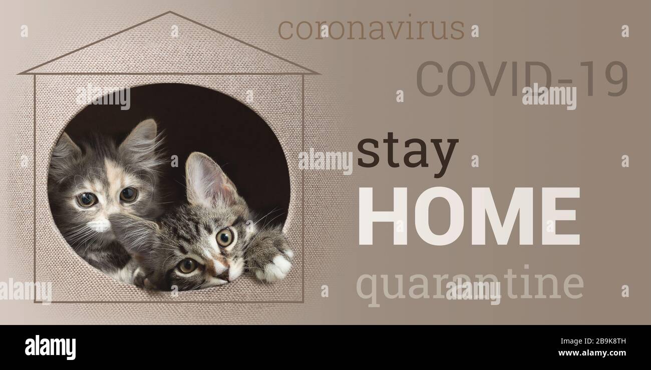 Concetto di prevenzione della diffusione del coronavirus. Due gattini che sbirciano fuori casa e una chiamata per rimanere a casa. Banner orizzontale con testo Rimani a casa. Foto Stock