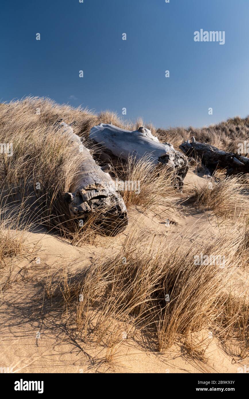 Dune costiere della California ricoperte di erba di mare e driftwood beached Foto Stock