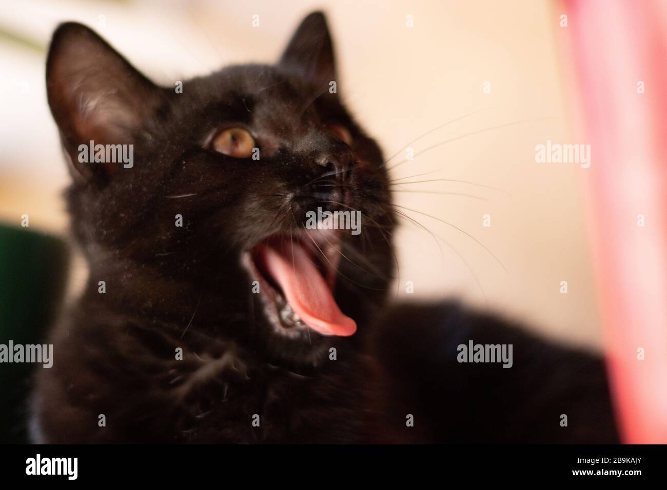 Un ritratto dettagliato da vicino di un gattino nero e bocca di apertura Foto Stock