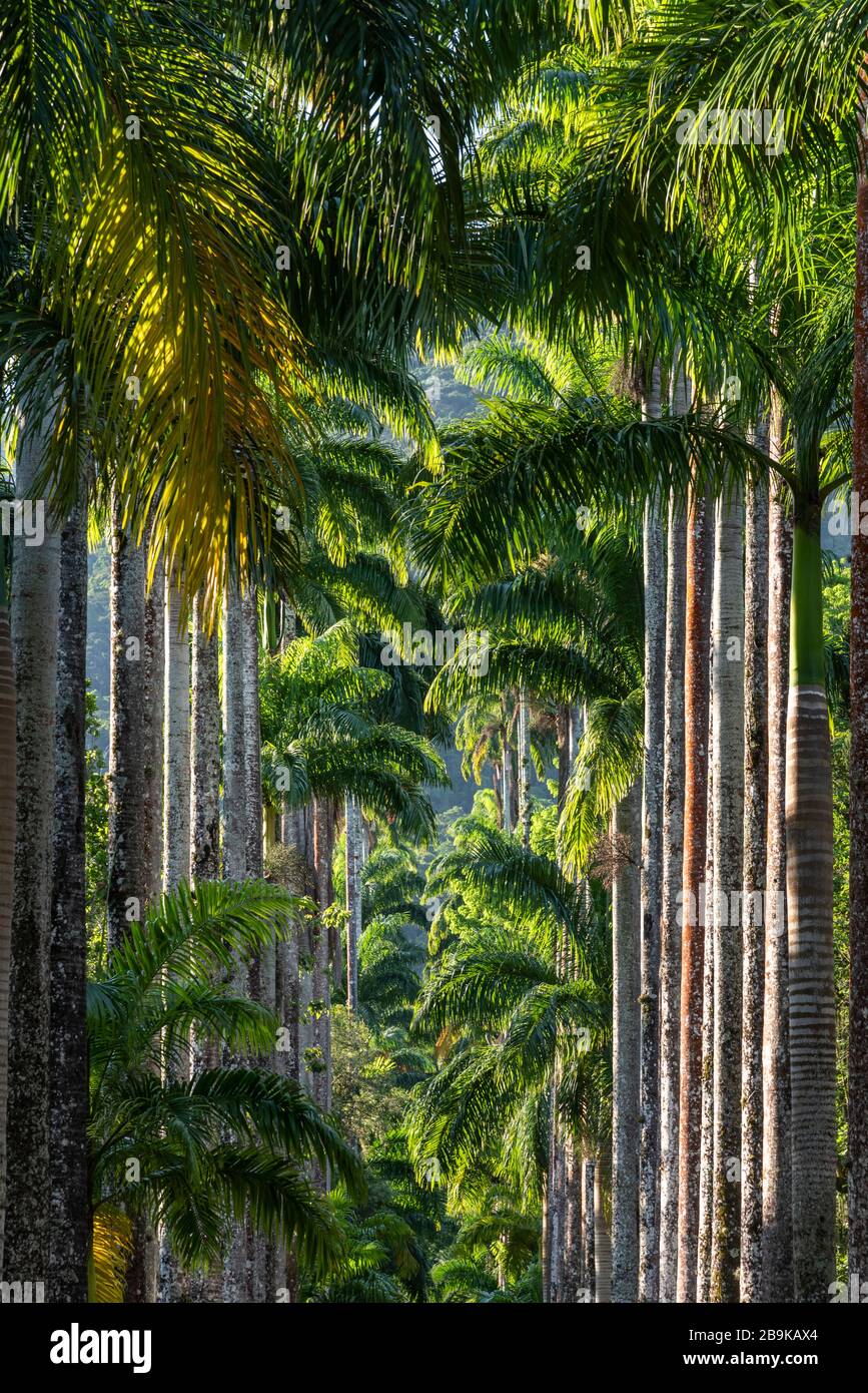 Splendida vista sulle palme imperiali della foresta pluviale, i Giardini Botanici, Rio de Janeiro, Brasile Foto Stock