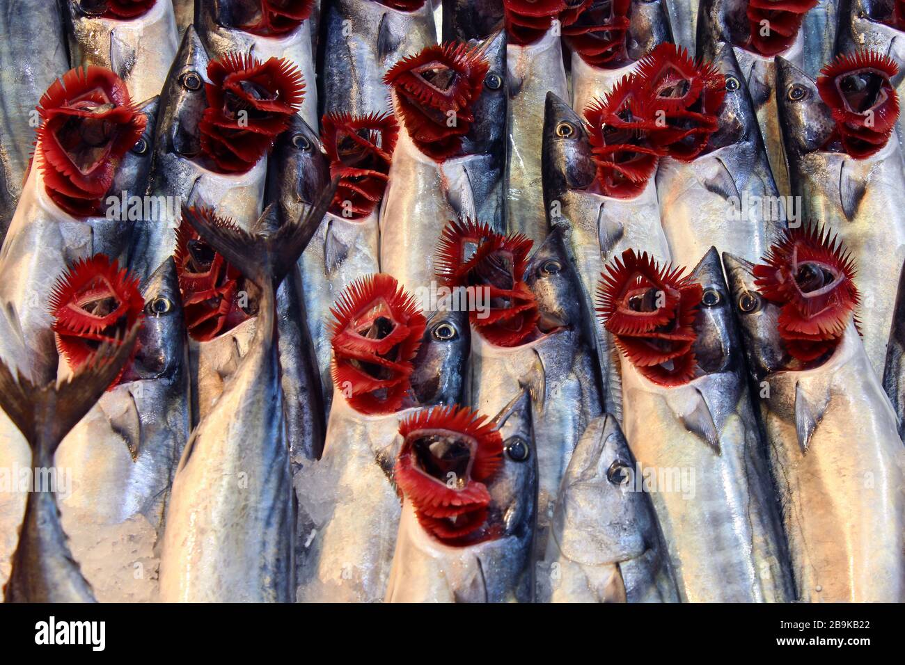 pesci bonito freschi con branchie rosse nel mercato del pesce Foto Stock