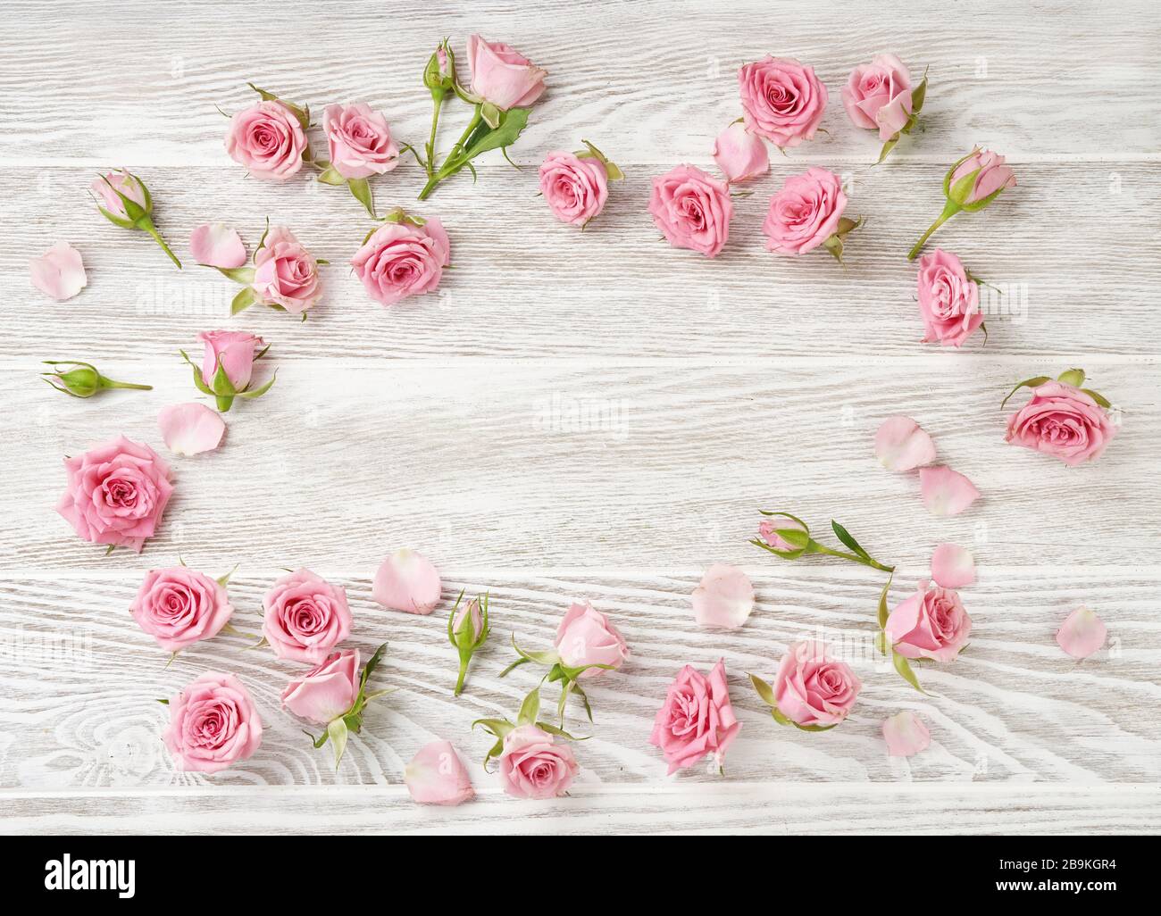 Fiori di rosa su sfondo di legno bianco con spazio copia per il disegno, il testo. Vista dall'alto delle rose e delle rose rosa. Foto Stock
