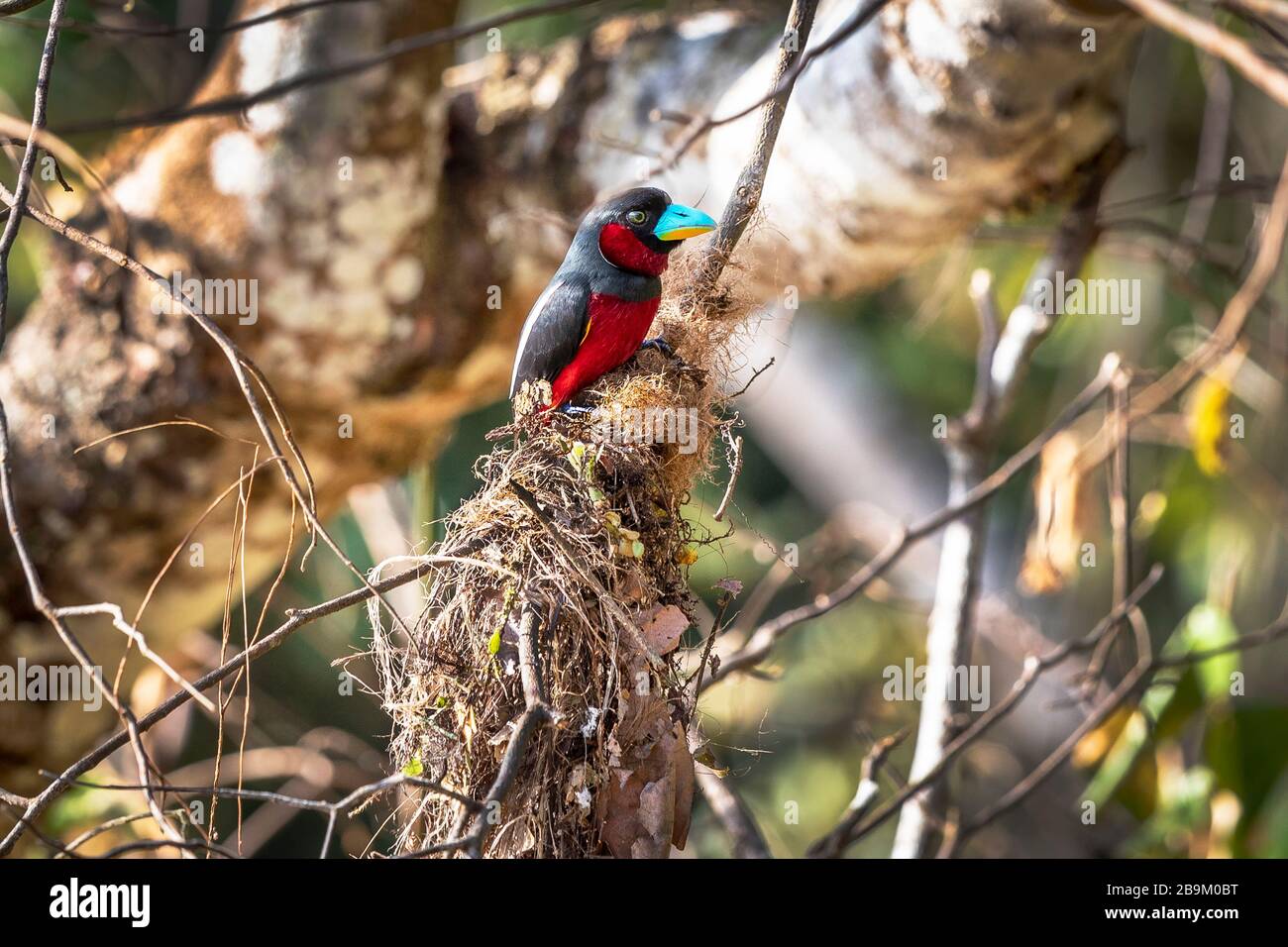 Becco nero e rosso, cymbirhnchus macrorhynchos, un uccello multicolore nelle foreste umide del Borneo, Asia Foto Stock