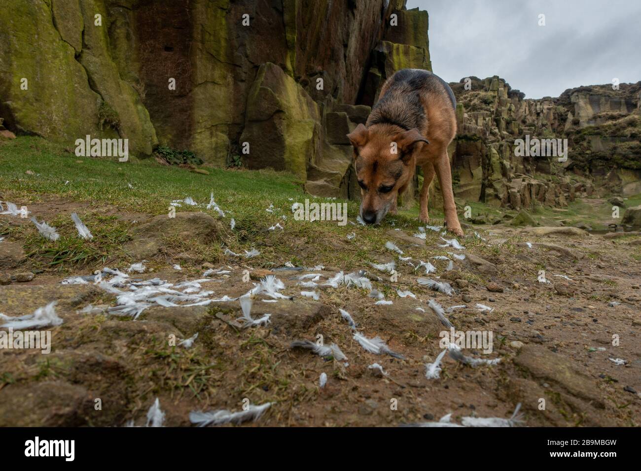 Cane che gode sniffing i resti di piuma di un uccello morto, Ilkley Moor, Regno Unito Foto Stock