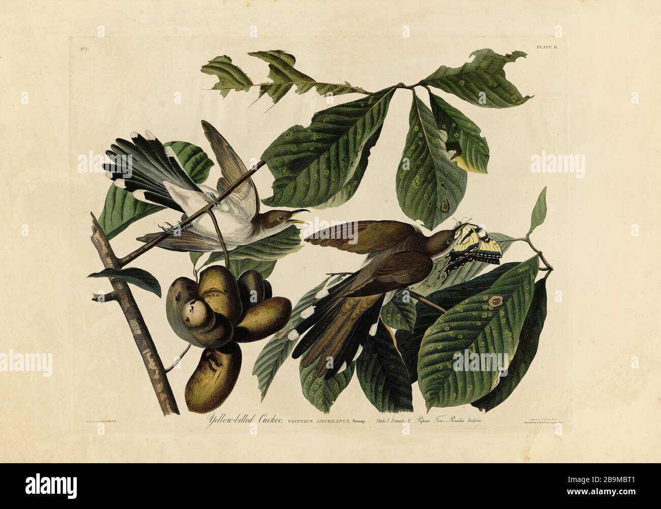 Plate 2 cucù giallo-fatturati da The Birds of America Folio (1827–1839) di John James Audubon - altissima risoluzione e qualità immagine modificata Foto Stock