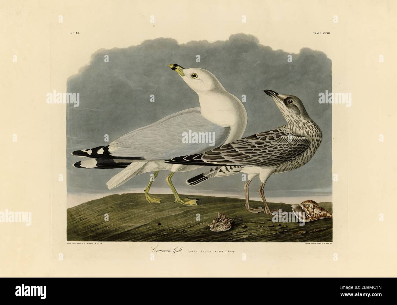 Plate 212 Common Gull (Ring-Billed Gull) The Birds of America Folio (1827–1839) di John James Audubon - immagine modificata ad altissima risoluzione e qualità Foto Stock