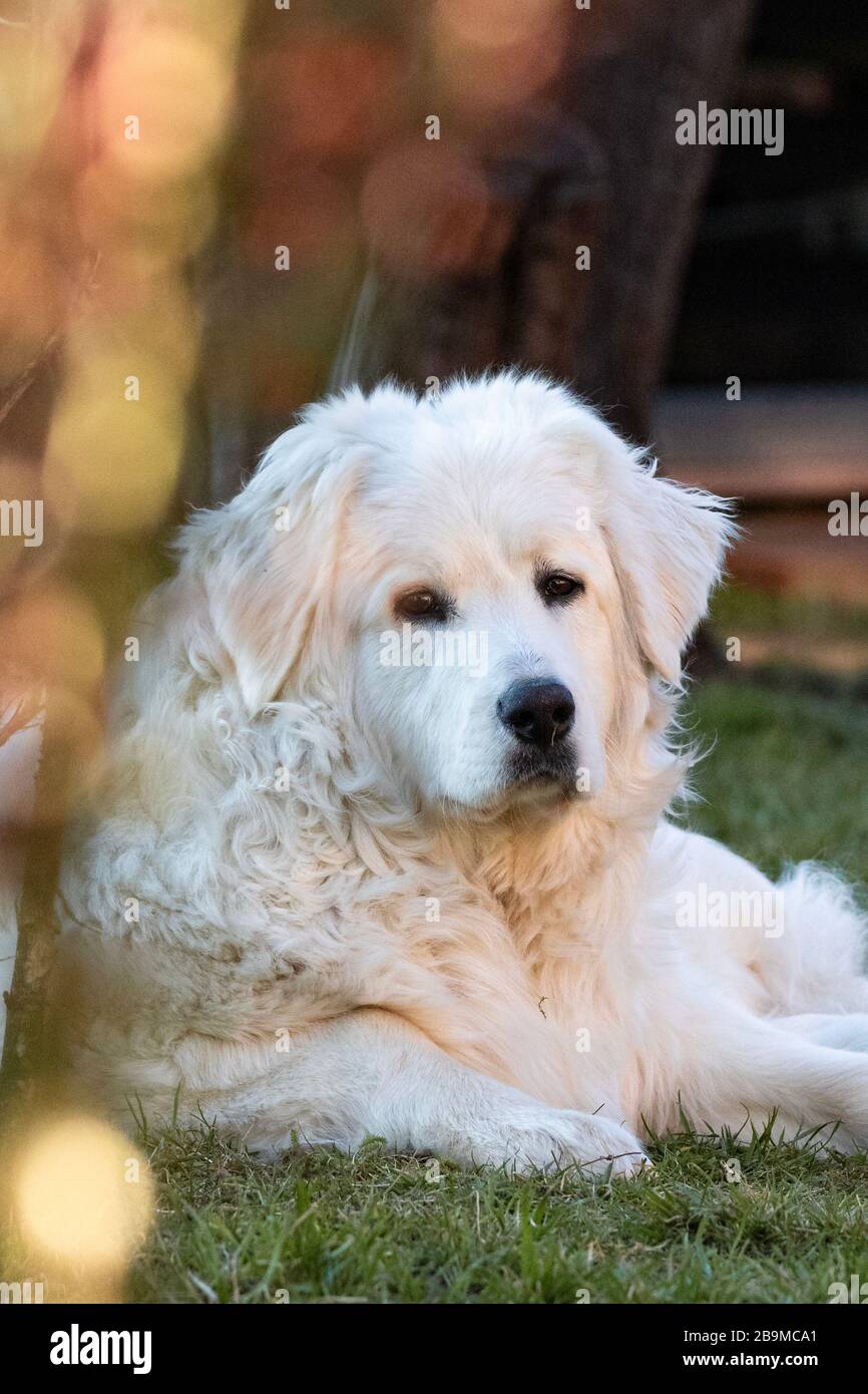 Cane bianco che si posa su erba al giorno di sole in cortile fissando la macchina fotografica con bastone di furia davanti Foto Stock