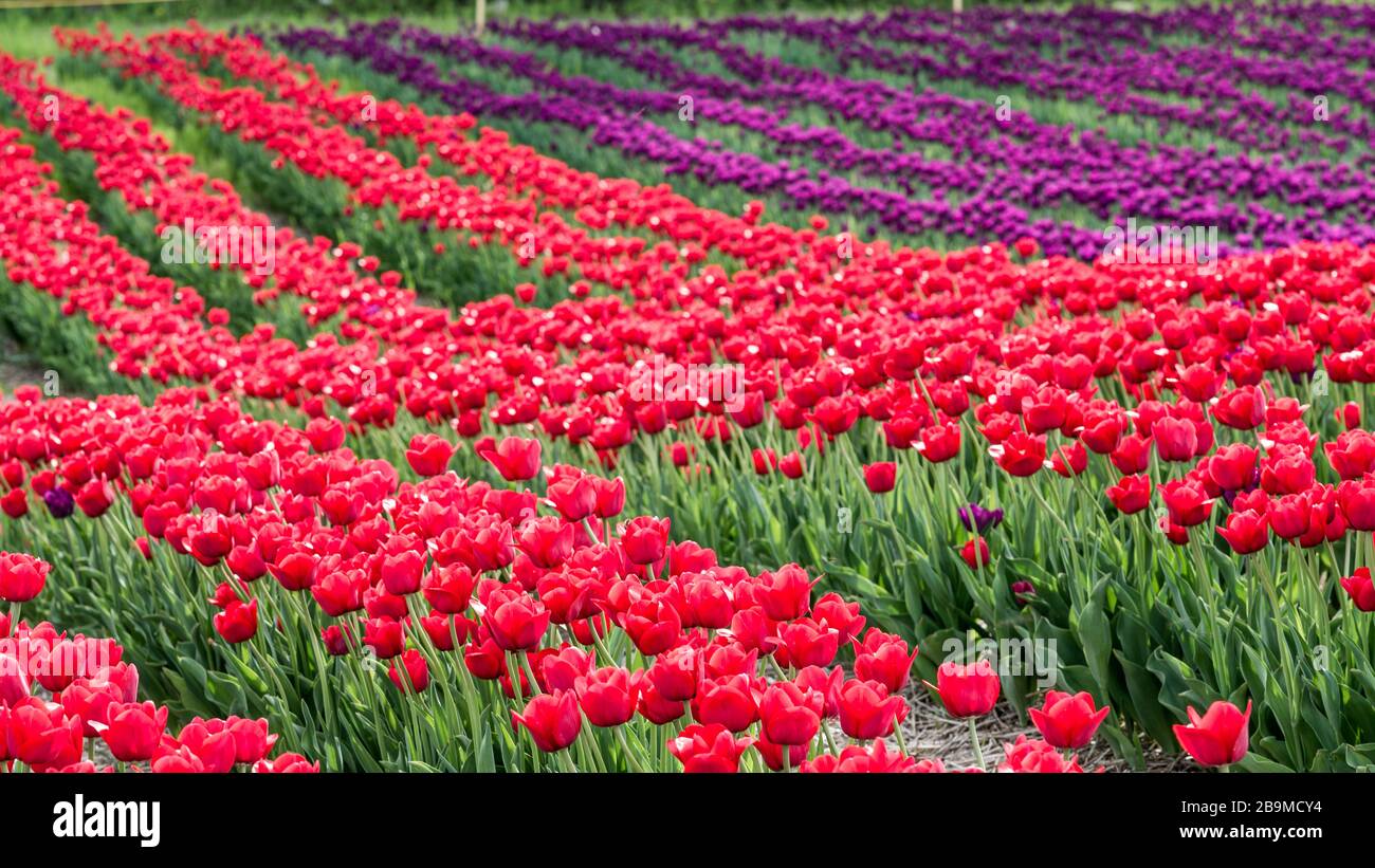 Campo di tulipano con fiori colorati a Laval Foto Stock