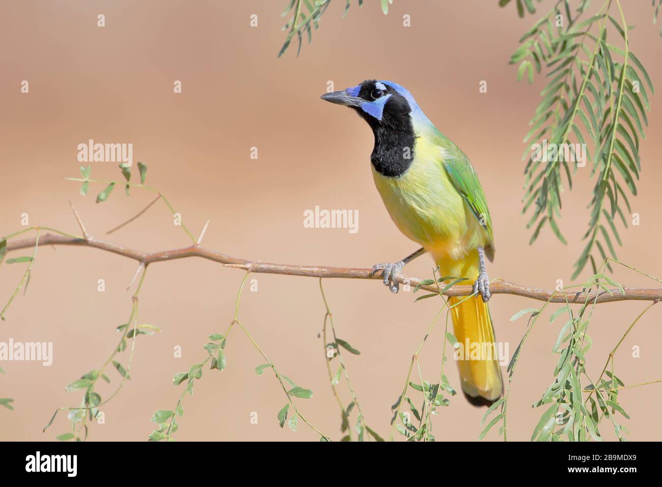 Green Jay (Cyanocorax luxuosus) arroccato, Texas del Sud, Stati Uniti Foto Stock