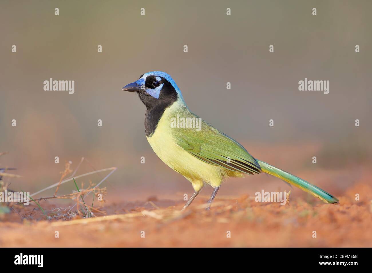 Green Jay (Cyanocorax luxuosus) arroccato, Texas del Sud, Stati Uniti Foto Stock