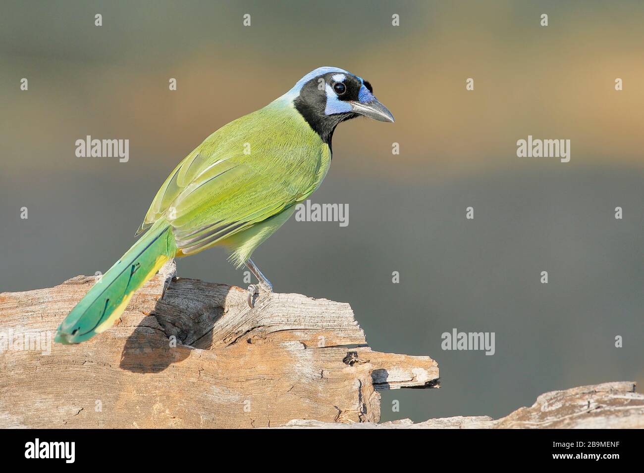 Green Jay (Cyanocorax luxuosus) arroccato, Texas del Sud, Stati Uniti Foto Stock