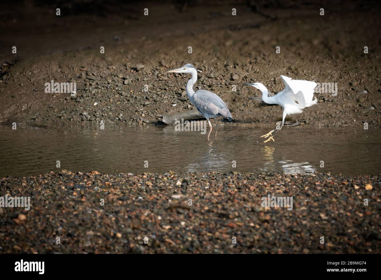 heron e egret pesca in un ruscello vicino insieme Foto Stock