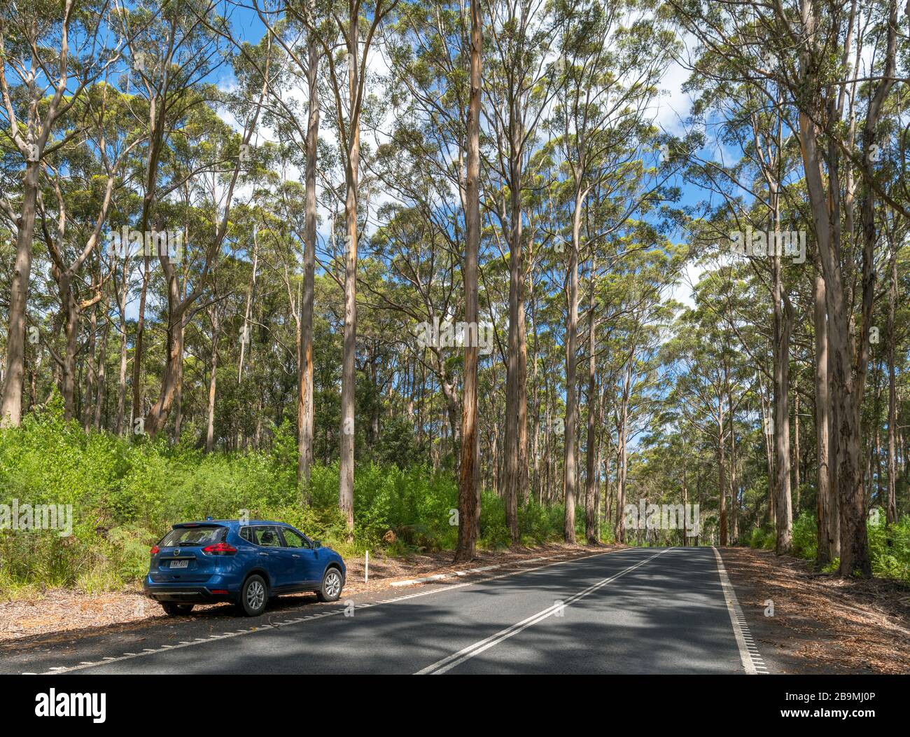 South Western Highway, Mount Frankland National Park, vicino a Walpole, Australia Occidentale, Australia Foto Stock