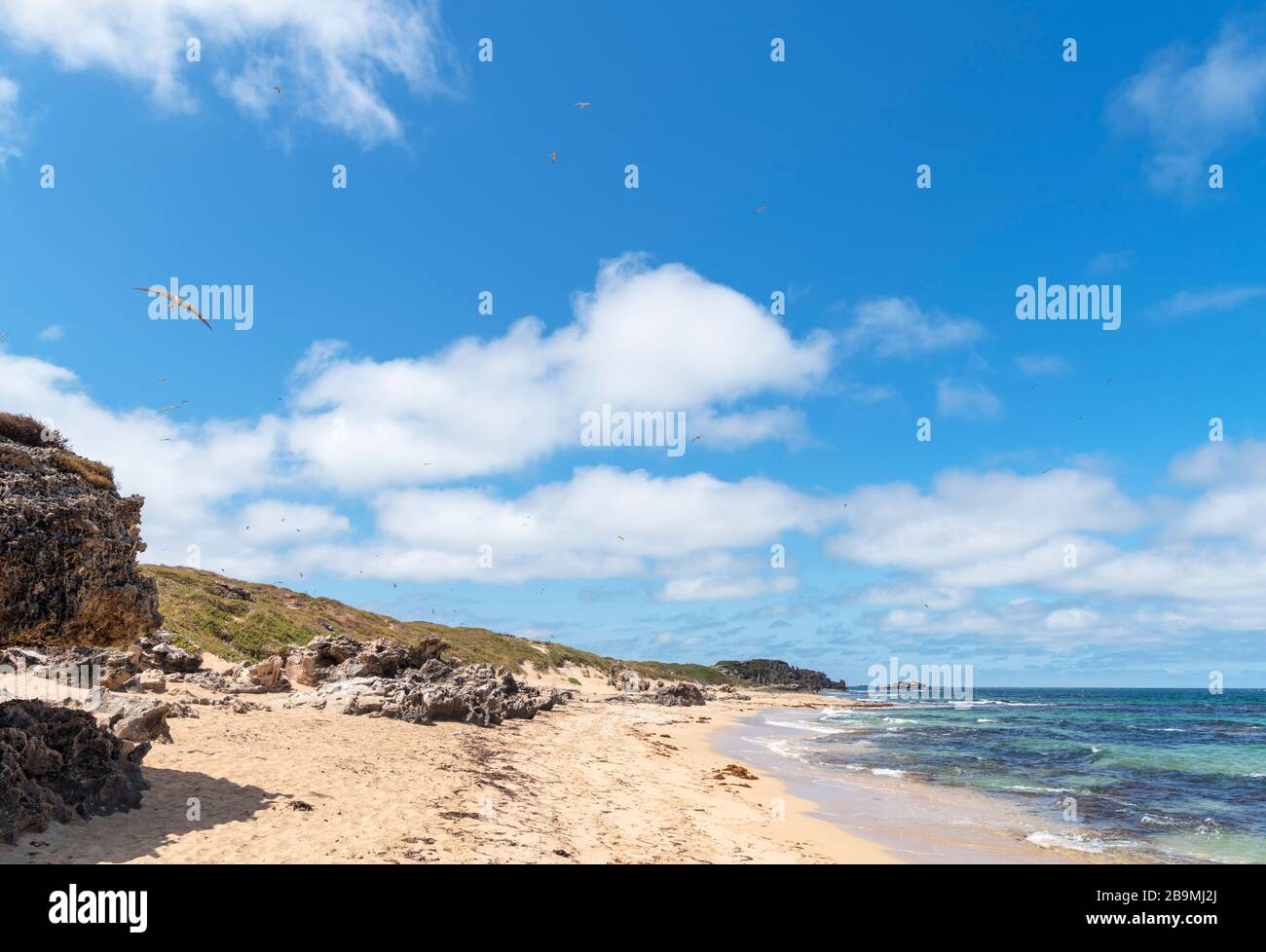 Spiaggia a Penguin Island, Rockingham, Australia Occidentale, Australia Foto Stock