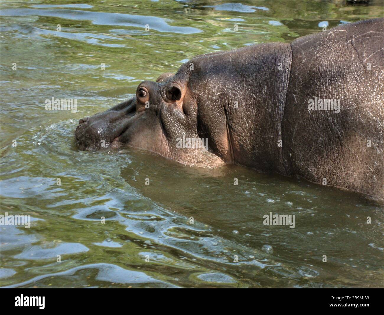 Primo piano di un ippopotamo gigante godendo in acqua fredda con occhio gonfio, India Foto Stock