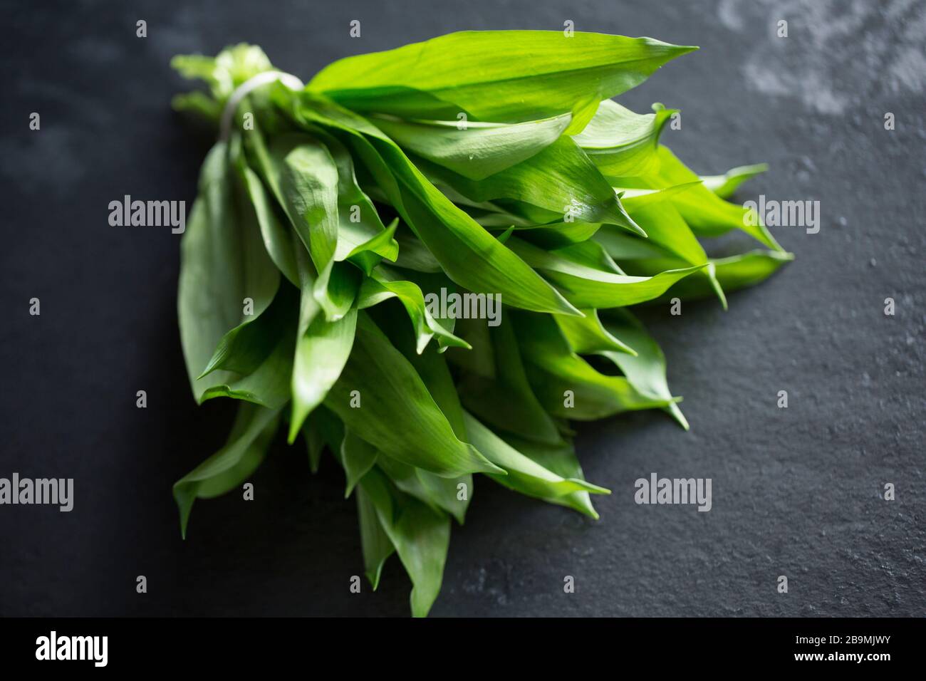 Un fascio di foglie di aglio selvatico, Allium ursinum, che sono stati raccolti per fare un condimento per bistecche di veleno. Visualizzato su uno sfondo di ardesia scuro. Dor Foto Stock