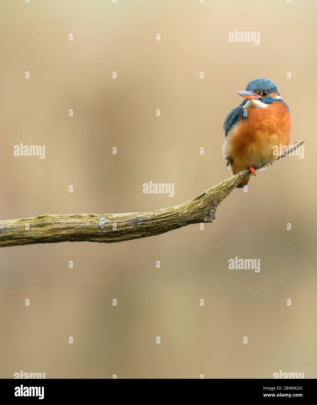 Kingfisher femmina seduta sulla fine sottile di un persico Foto Stock