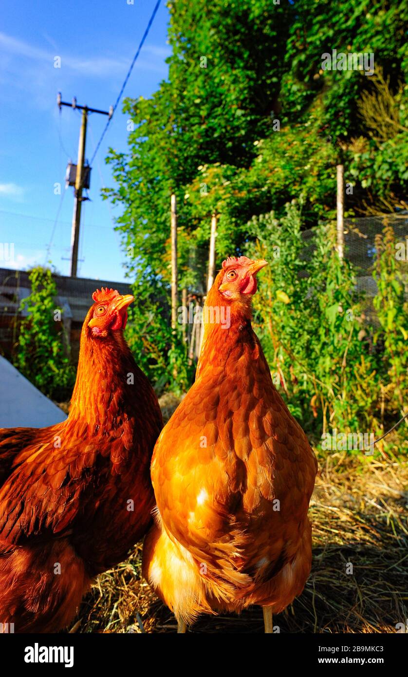 uova galline free range godendo l'aria aperta durante l'estate Foto Stock