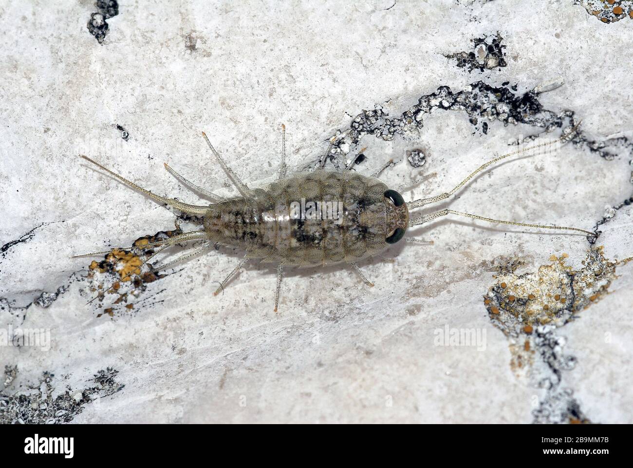 Pidocchi di roccia Ligia Italica, dalla Laguna di Venezia Foto Stock