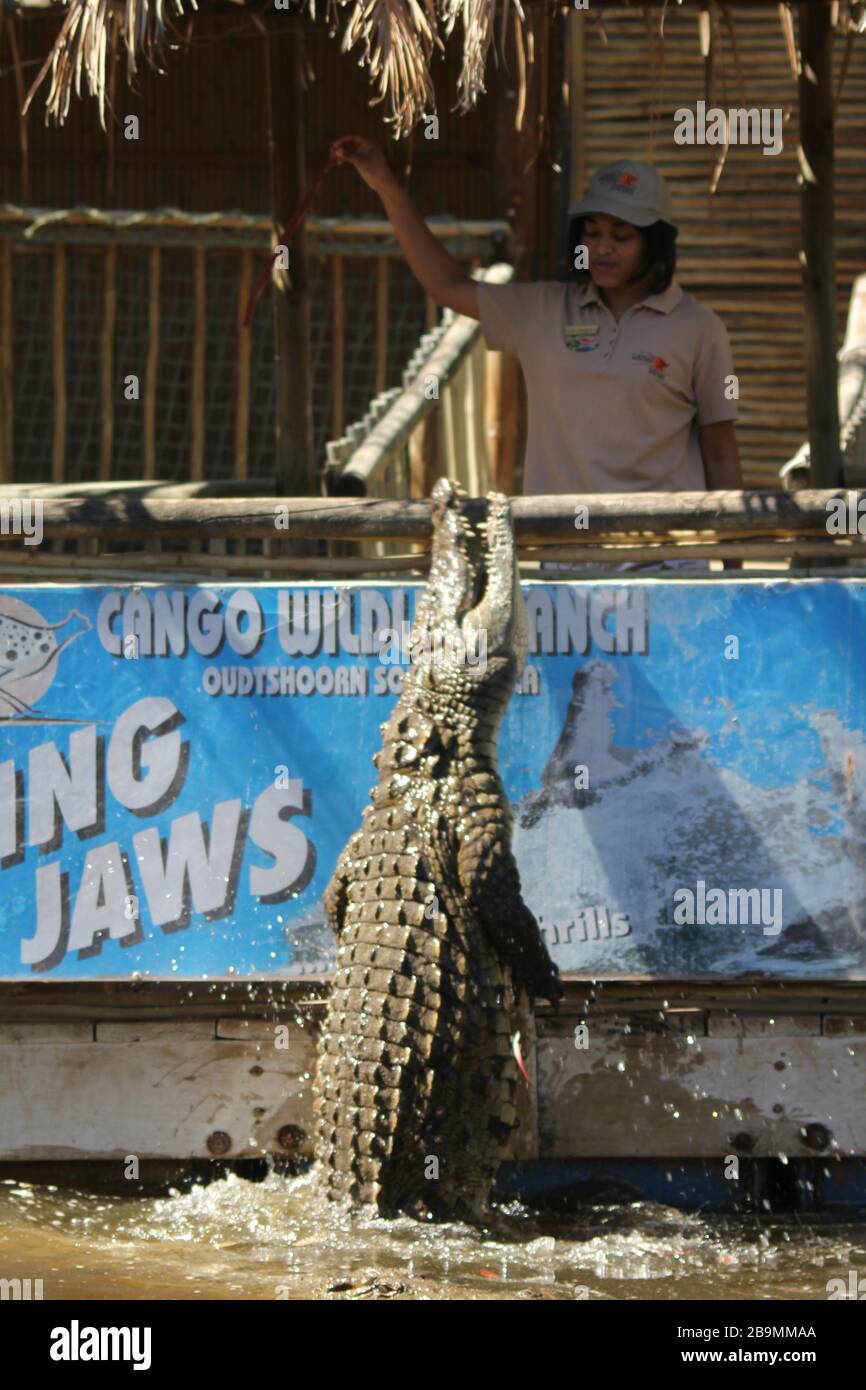 Jumping Crocodile Foto Stock