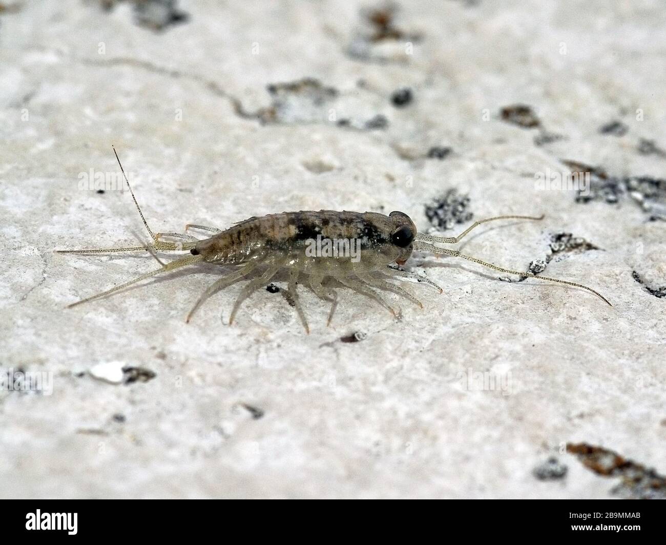 Pidocchi Immagini E Fotos Stock Alamy
