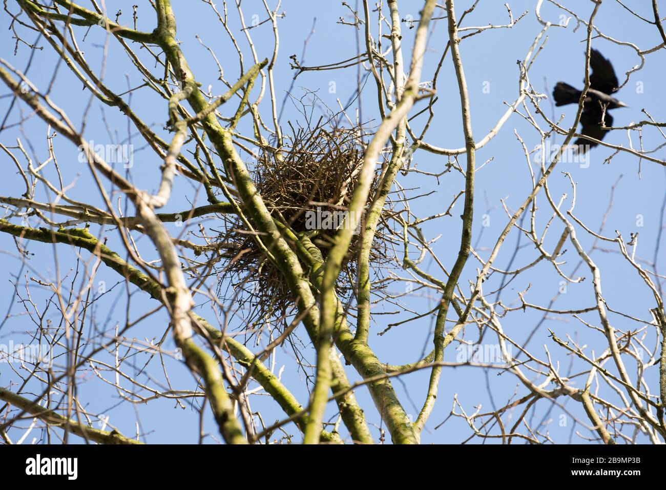 Il nido di un rook con un rook, Corvus frugilegus, che volava su di esso in un rookery nel mese di marzo. North Dorset England GB. Foto Stock