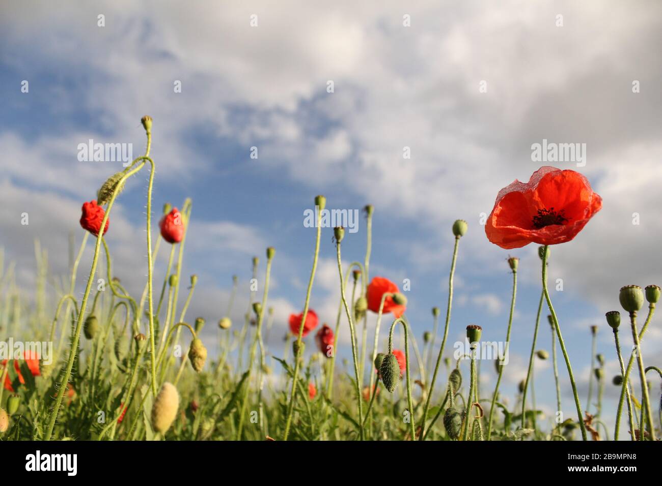 un campo con papaveri rossi che ondeggiano nel vento e un cielo blu con nuvole sullo sfondo nella campagna olandese in primavera Foto Stock