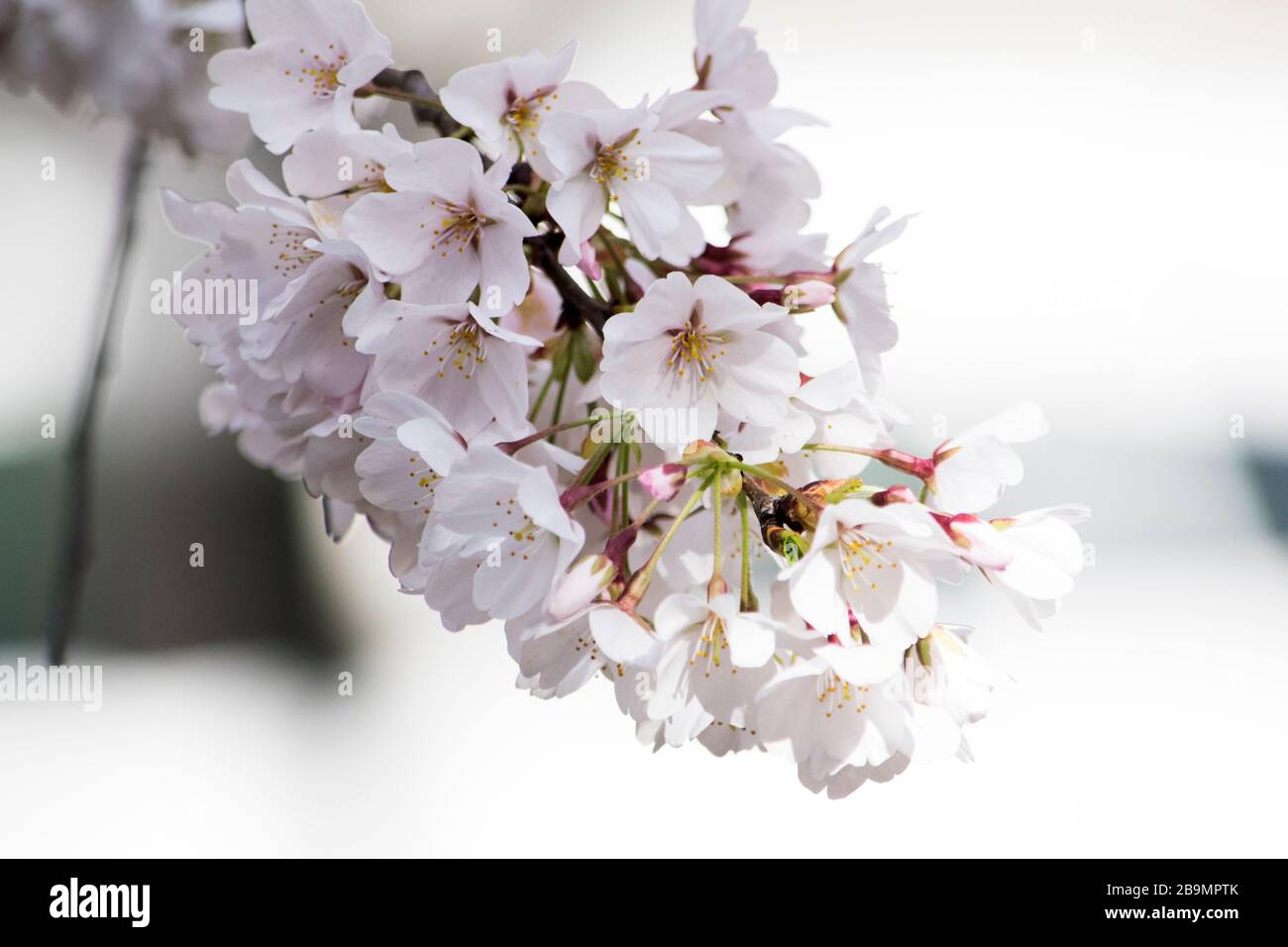 Cherry Blossoms a Washington DC in una giornata di sole Close Up Foto Stock