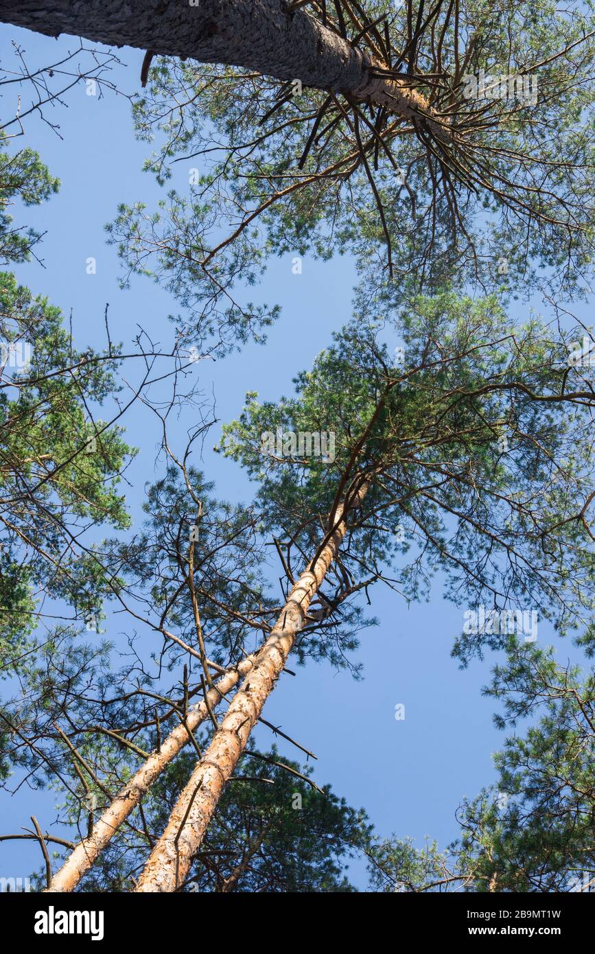 pino contro il cielo blu in giornata di sole Foto Stock