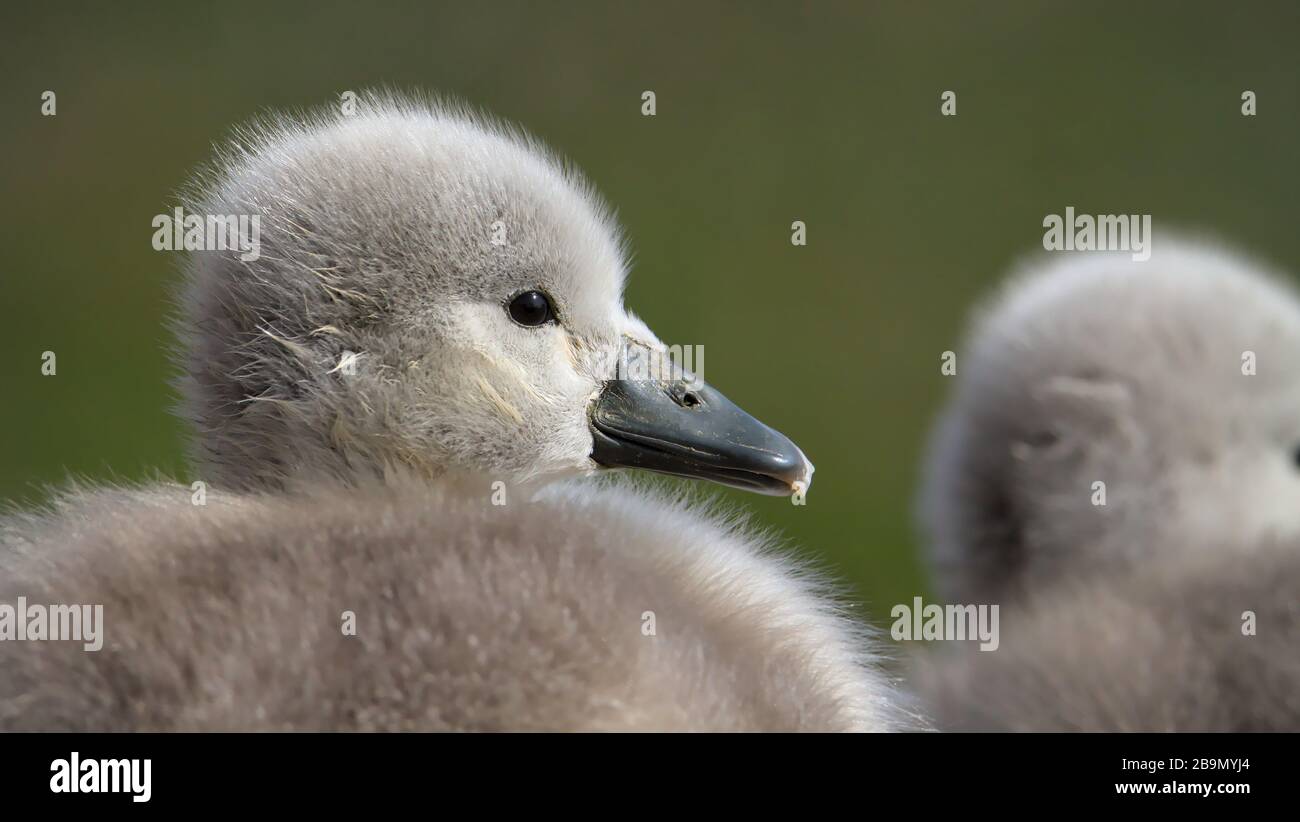 Primo piano Profilo Head Shot of A Mute Swan, Cygnus olor, Cygnet seduta a terra con sfondo verde diffuso. Presa a Stanpit Marsh UK Foto Stock