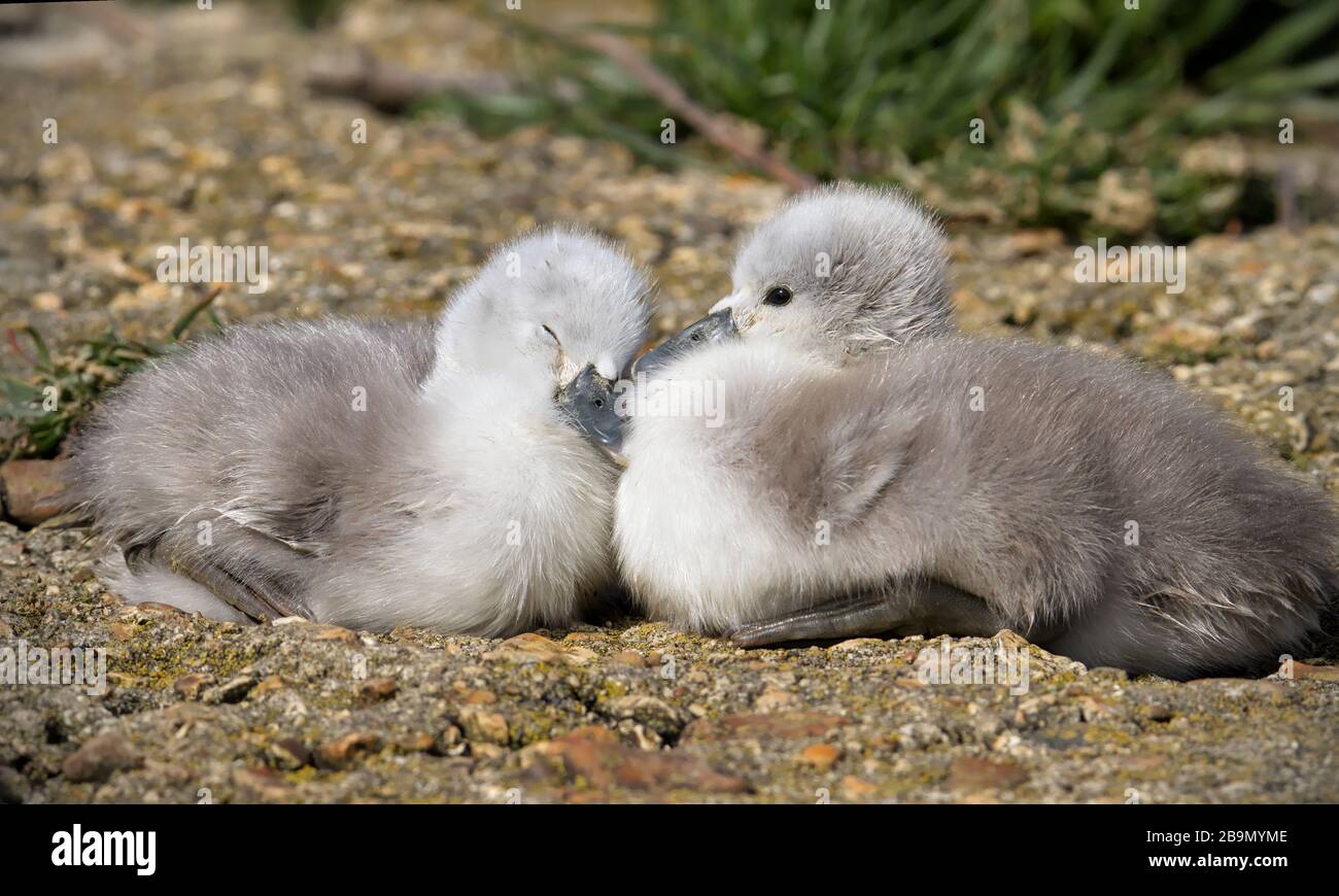 Coppia di cigno Muto, Cygnus olor, Cygnets seduta fianco a fianco con un Awake e uno addormentato. Presa a Stanpit Marsh UK Foto Stock