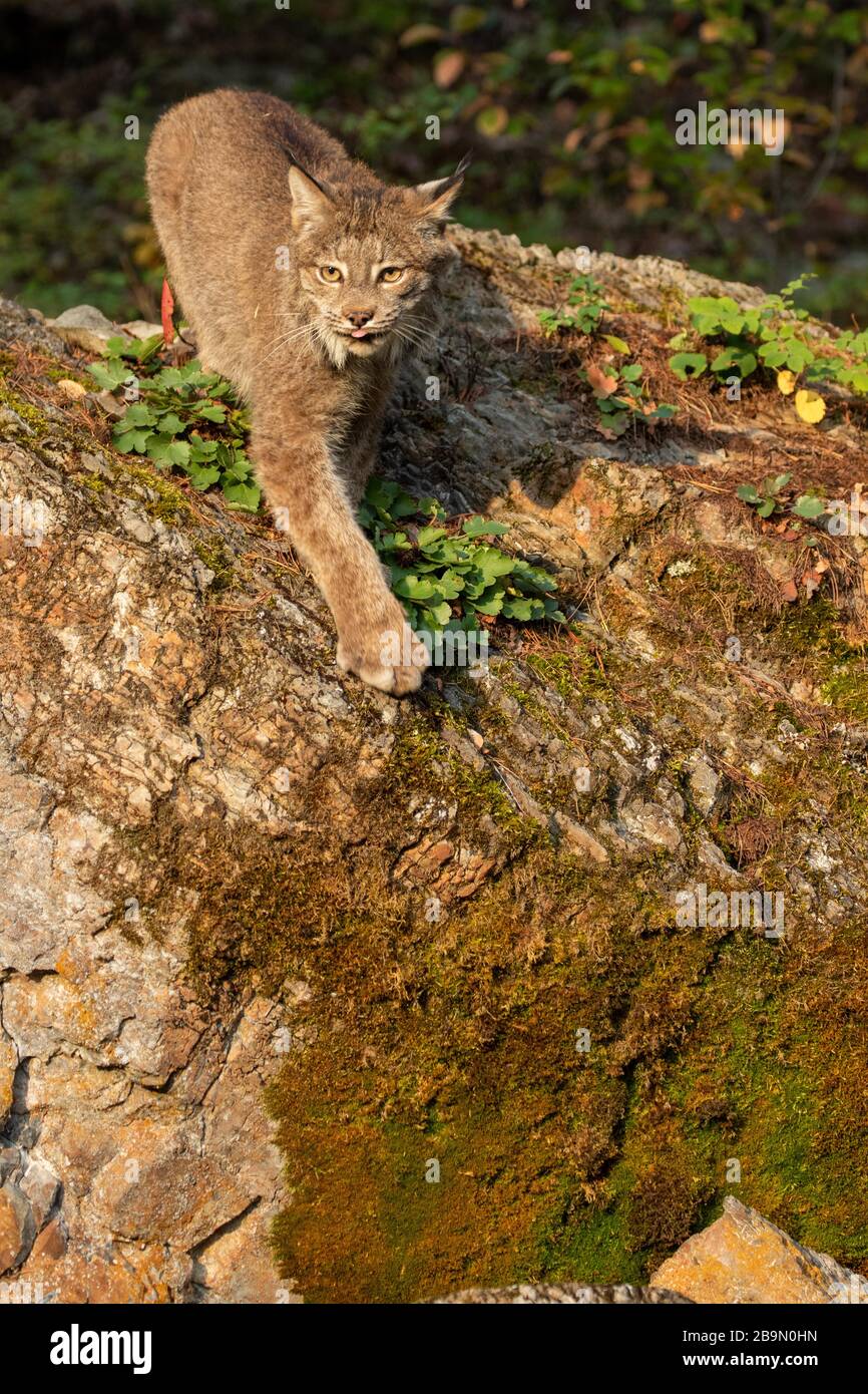 Lynx canadese in piedi su una roccia al Triple D in Montana Foto Stock