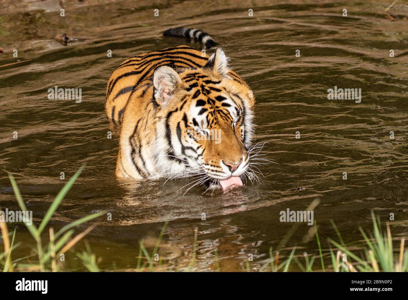 Tigre siberiana prendere un drink mentre si rilassa in un buco d'acqua al Triple D in Montana Foto Stock