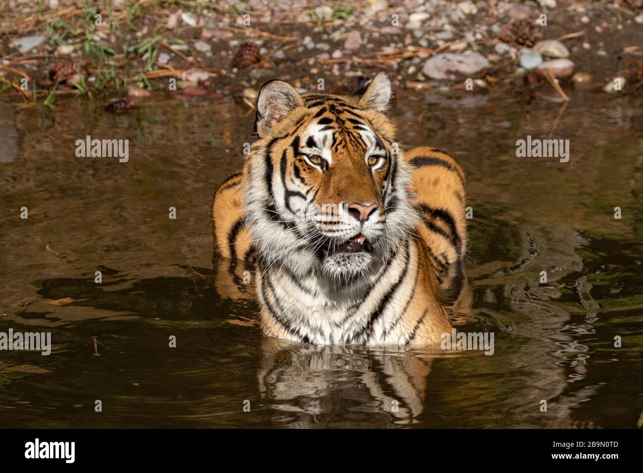 Tigre siberiana che riposa in un buco d'acqua al Triple D in Montana Foto Stock