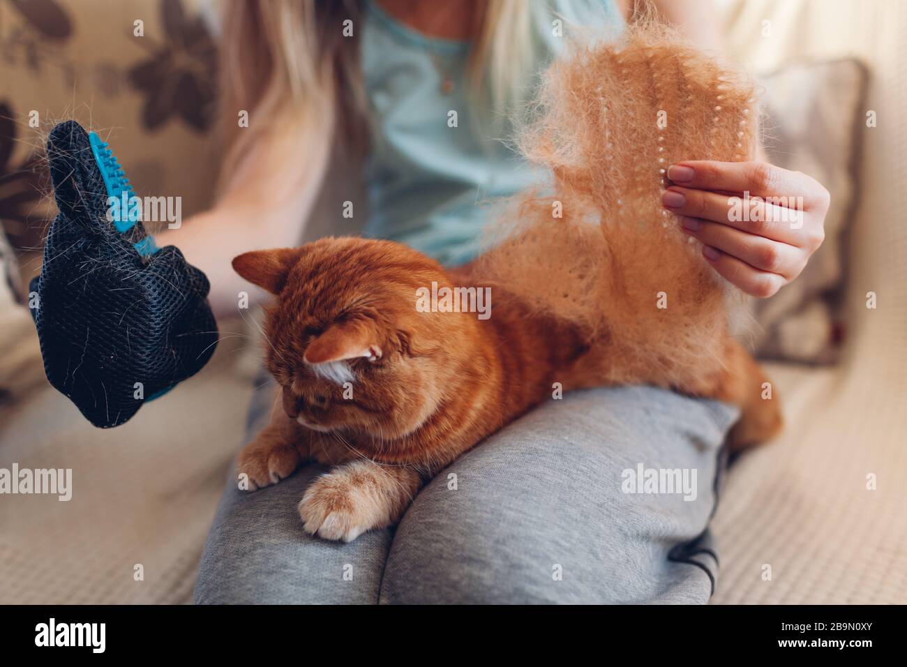 Gatto spazzolante con guanto per rimuovere i capelli degli animali domestici. Donna che si prende cura dell'animale combinandolo con guanto in gomma per le mani a casa Foto Stock