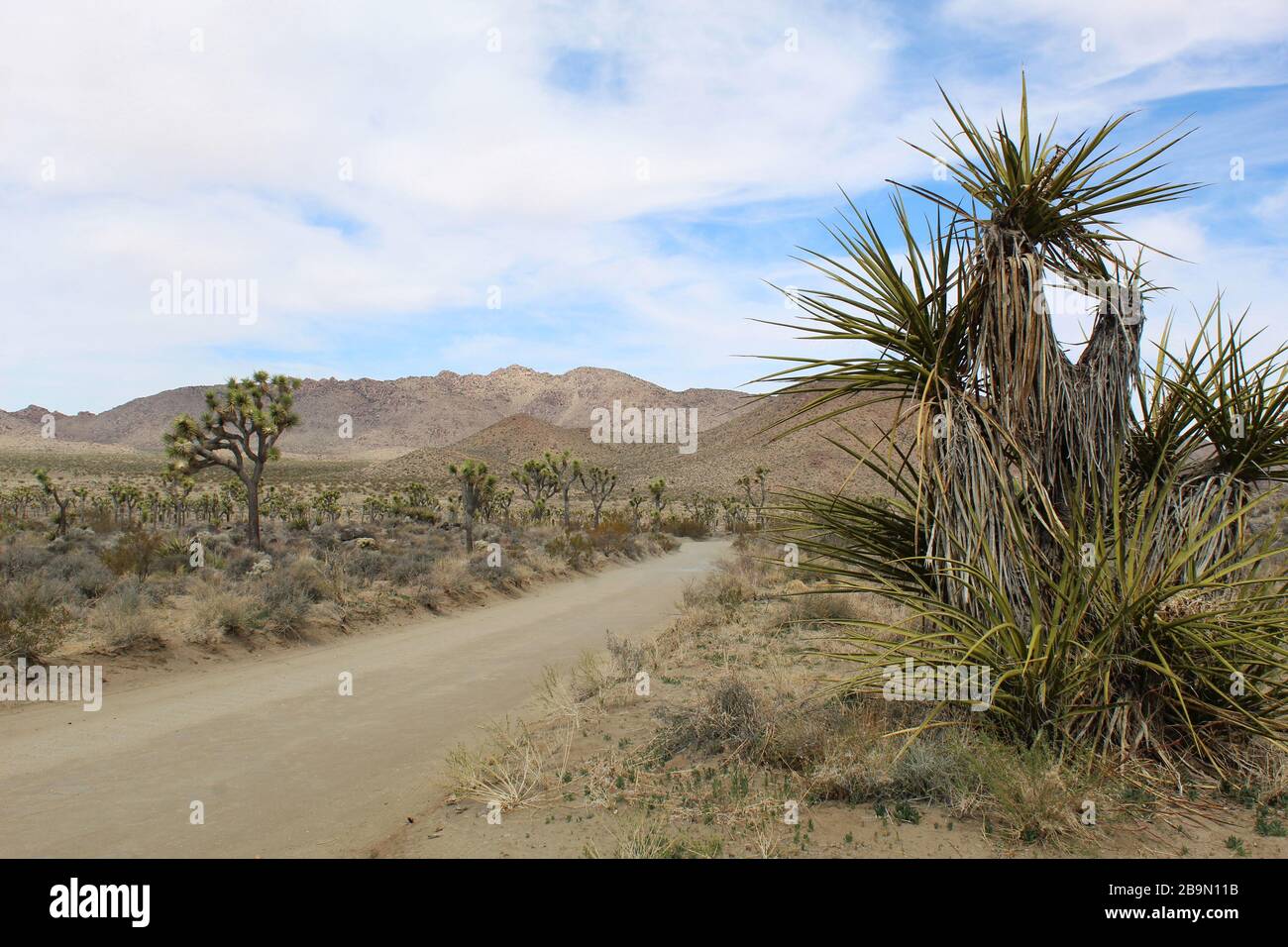 Desert Queen Mine Road nella sezione meridionale del deserto di Mojave del Parco Nazionale di Joshua Tree sono circondate da comunità di piante autoctone. Foto Stock