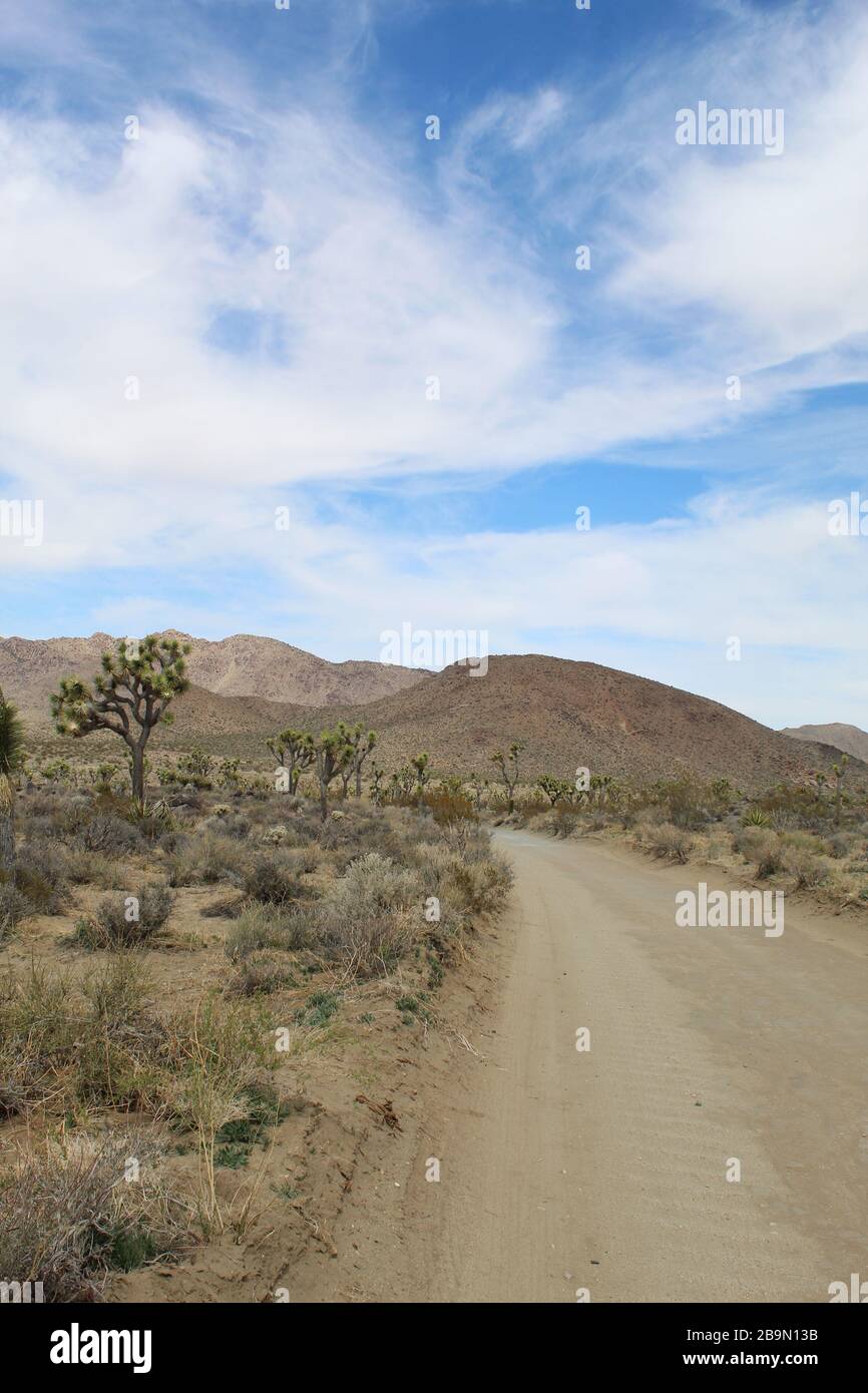 Desert Queen Mine Road nella sezione meridionale del deserto di Mojave del Parco Nazionale di Joshua Tree sono circondate da comunità di piante autoctone. Foto Stock