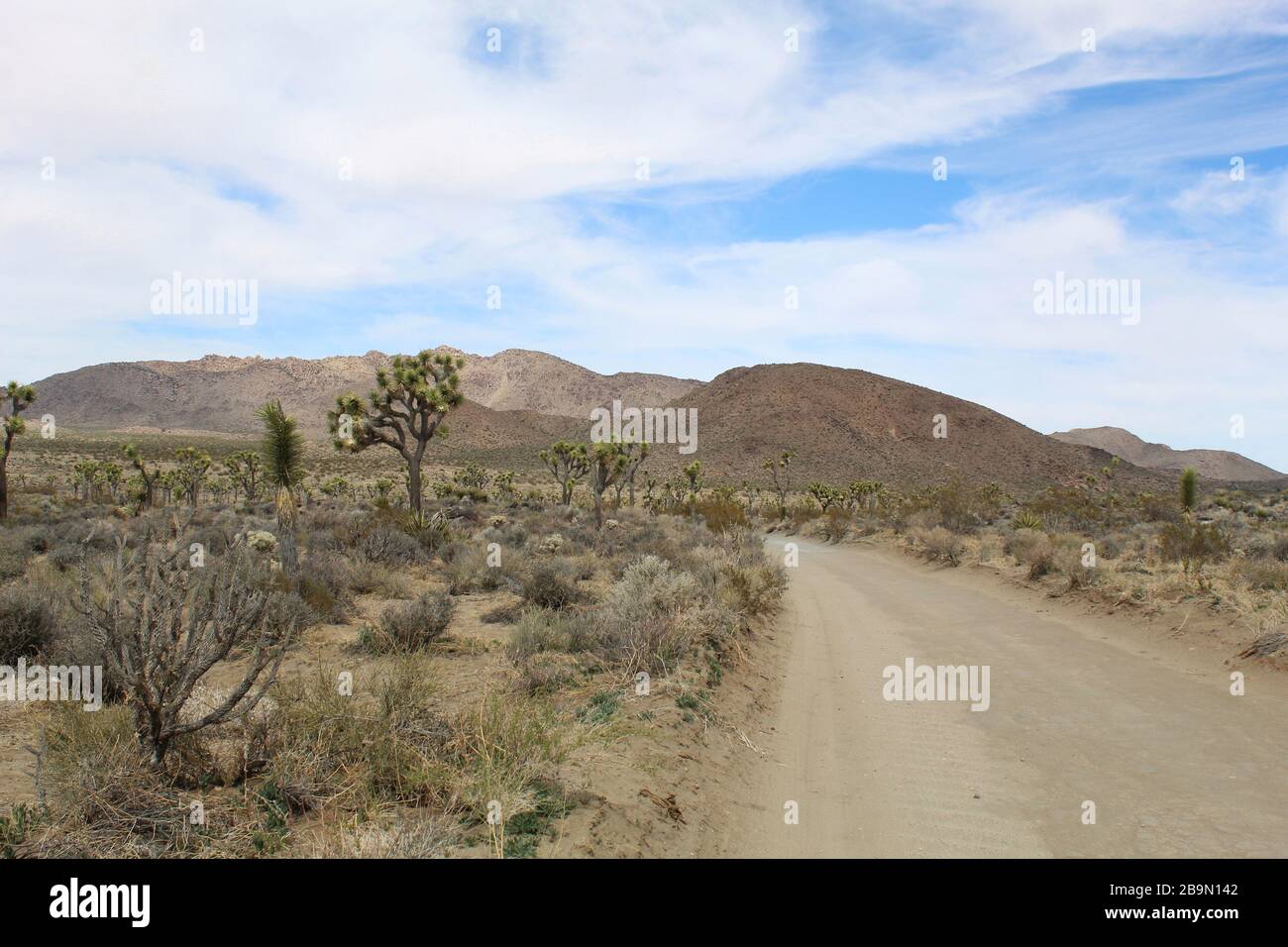 Desert Queen Mine Road nella sezione meridionale del deserto di Mojave del Parco Nazionale di Joshua Tree sono circondate da comunità di piante autoctone. Foto Stock